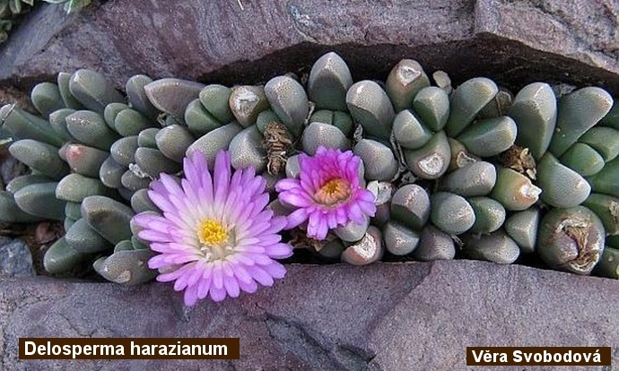 Delosperma harazianum - ex Botany cz